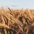 Товарная биржа в Египте открылась продажей пшеницы из России