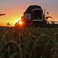 Соединенные Штаты признали лидерство России в сфере торговли пшеницей