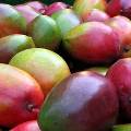 Запрет на импорт индийского манго в ЕС вступает в силу