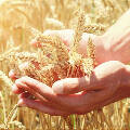 Эксперты США спрогнозировали рекордный урожай пшеницы в России